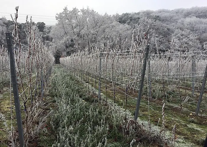 Weinstube Schwarzamsel