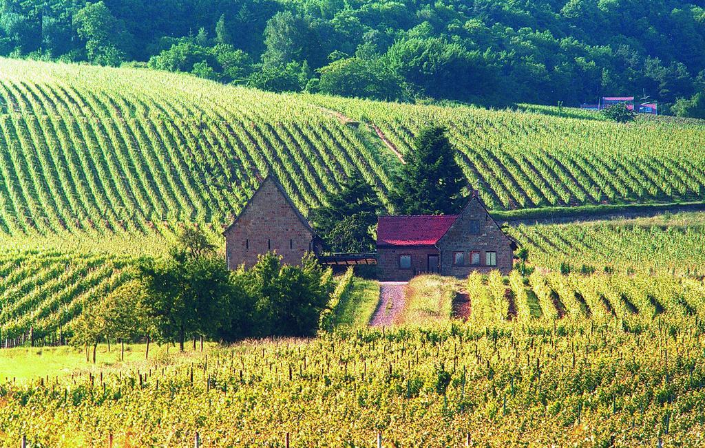 Weinstube Schwarzamsel *