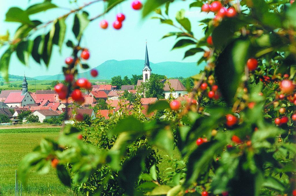 Weinstube Schwarzamsel * Speyer