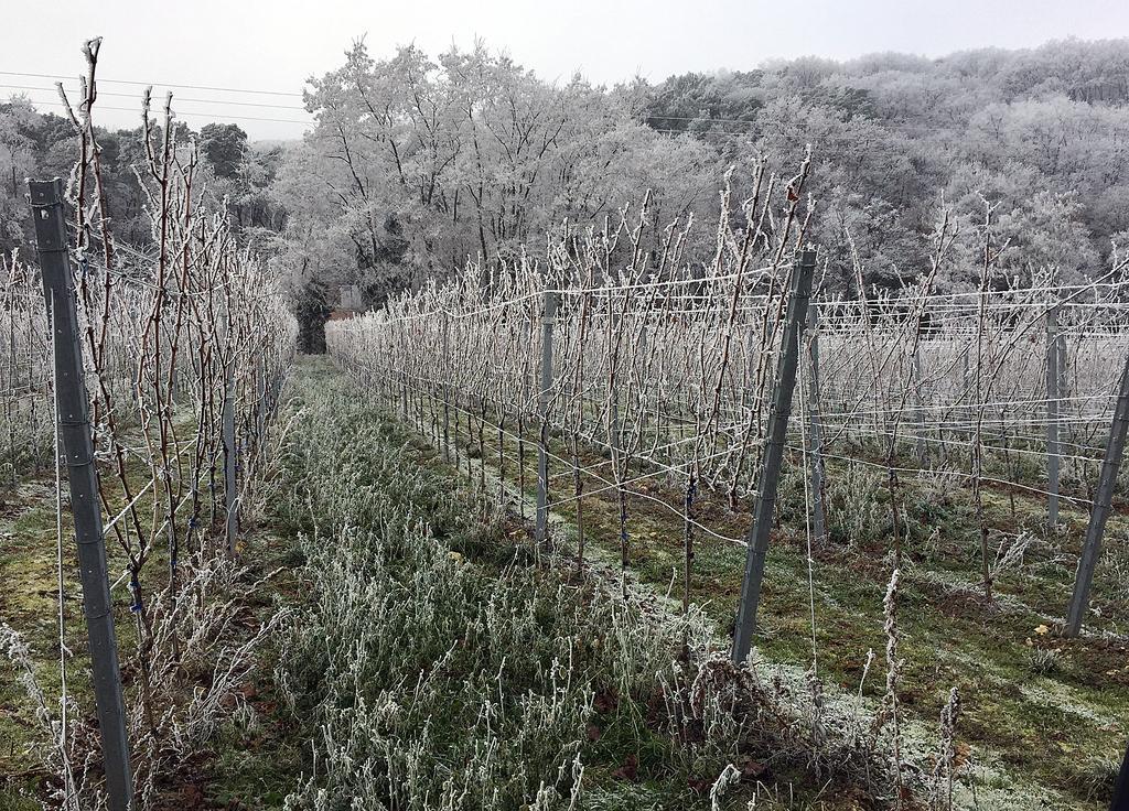 Weinstube Schwarzamsel
